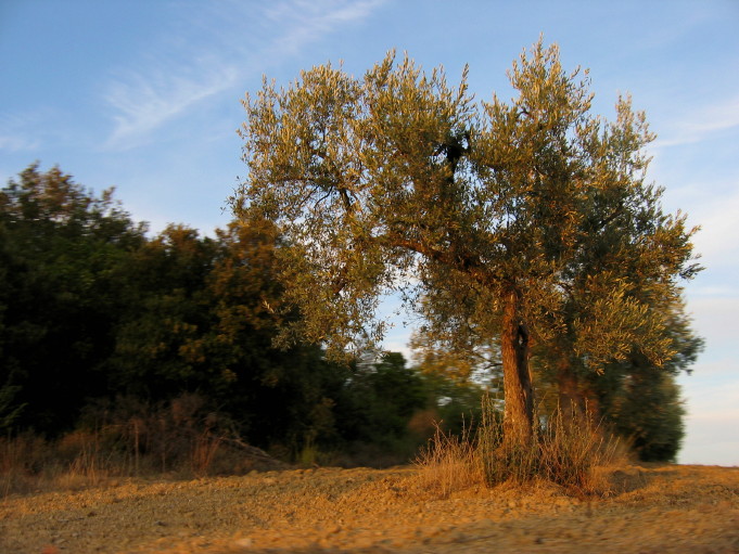ulivi dalla strada