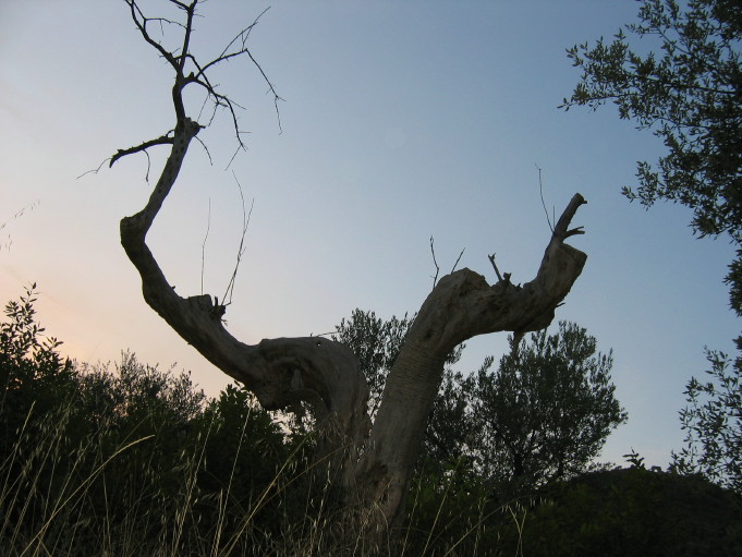 ulivi dalla strada