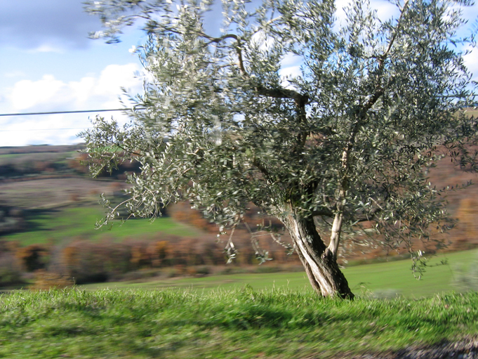foto ulivi dalla strada