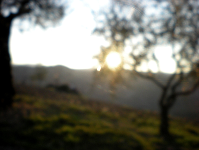 foto ulivi dalla strada