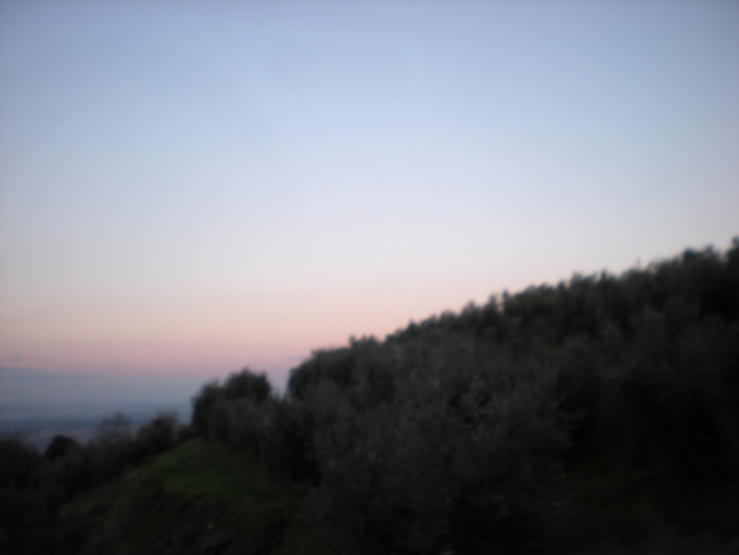 foto ulivi dalla strada